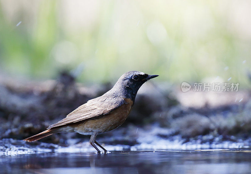 普通红雀(Phoenicurus Phoenicurus)雄性